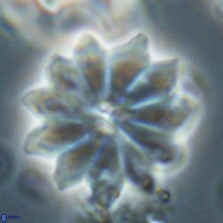 Discoaster barbadiensis VR 026302