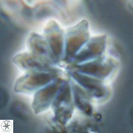 Discoaster barbadiensis VR 026302