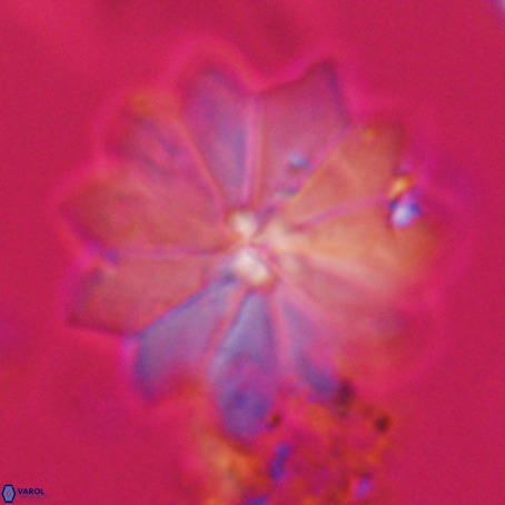 Discoaster barbadiensis VR 026306