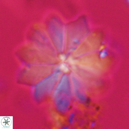 Discoaster barbadiensis VR 026306