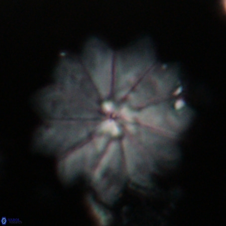 Discoaster barbadiensis VR 026308