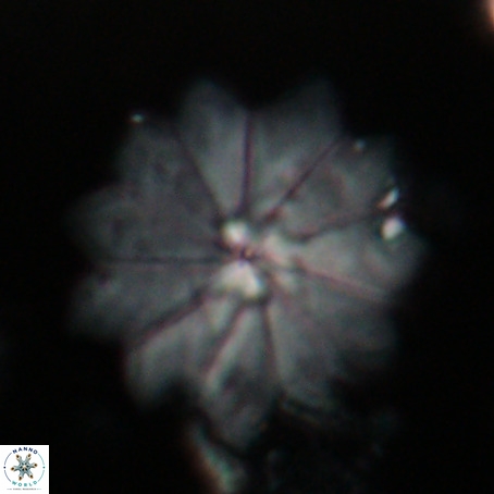 Discoaster barbadiensis VR 026308