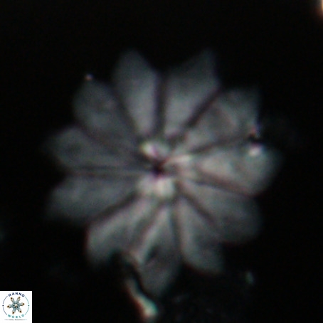 Discoaster barbadiensis VR 026310