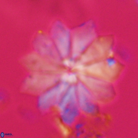 Discoaster barbadiensis VR 026311