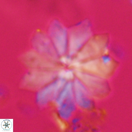 Discoaster barbadiensis VR 026311