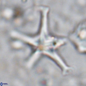 Discoaster bengalica VR 17568