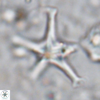 Discoaster bengalica VR 17568