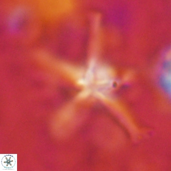 Discoaster bengalica VR 17569