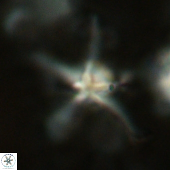 Discoaster bengalica VR 17570