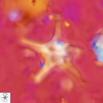 Discoaster bengalica VR 17571
