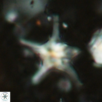 Discoaster bengalica VR 17572