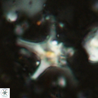 Discoaster bengalica VR 17573
