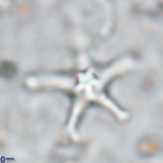 Discoaster bengalica VR 17575