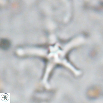 Discoaster bengalica VR 17575