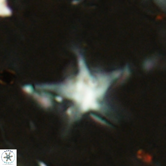 Discoaster bengalica VR 17589