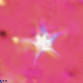 Discoaster bengalica VR 17591