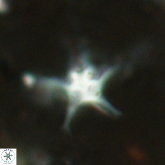 Discoaster bengalica VR 17592