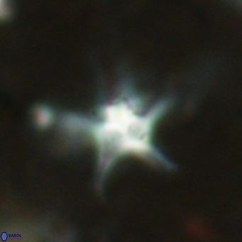 Discoaster bengalica VR 17593