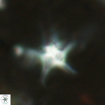 Discoaster bengalica VR 17593
