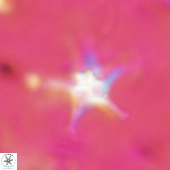 Discoaster bengalica VR 17594