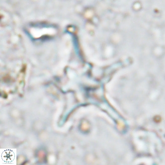 Discoaster bengalica VR 17595