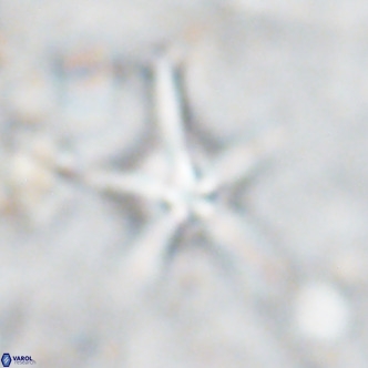 Discoaster bengalica VR 17598