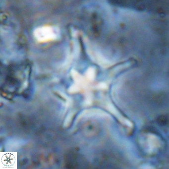 Discoaster bengalica VR 17602