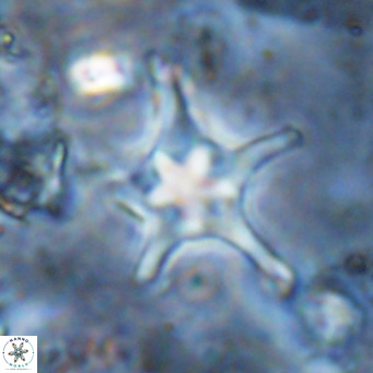 Discoaster bengalica VR 17605