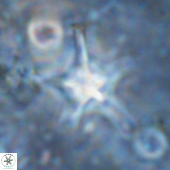 Discoaster bengalica VR 17607