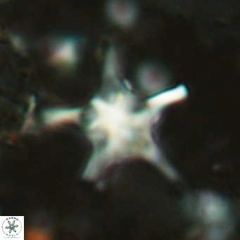 Discoaster bengalica VR 17611