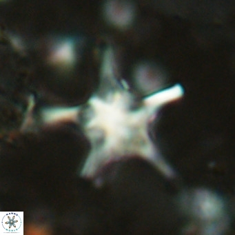 Discoaster bengalica VR 17612