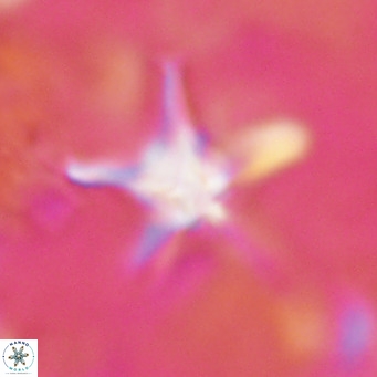 Discoaster bengalica VR 17614