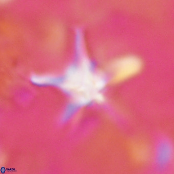 Discoaster bengalica VR 17622