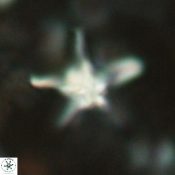 Discoaster bengalica VR 17615