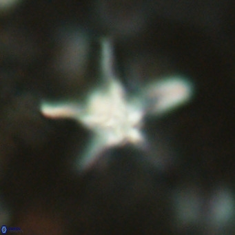 Discoaster bengalica VR 17622