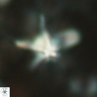 Discoaster bengalica VR 17616