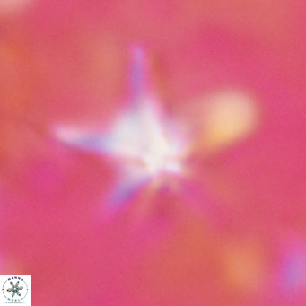Discoaster bengalica VR 17617