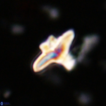 Discoaster bifax VR 025679