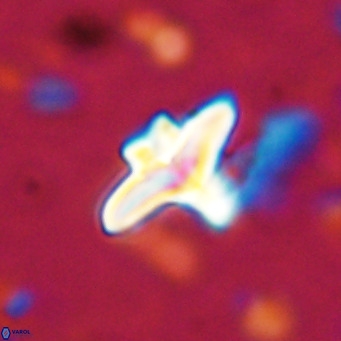 Discoaster bifax VR 025680