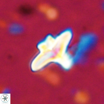 Discoaster bifax VR 025680