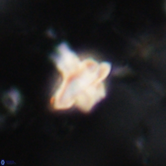 Discoaster bifax 14197