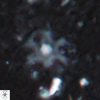 Discoaster bollii brevibrachium 19412