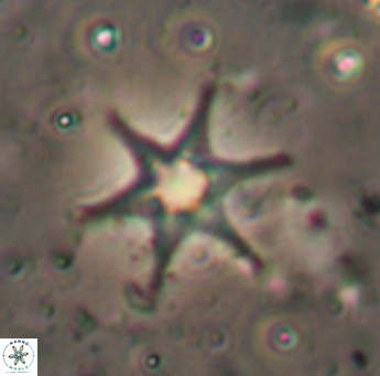 Discoaster bollii 1554
