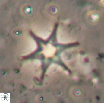 Discoaster bollii 1556