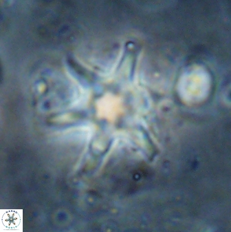 Discoaster bollii 29359