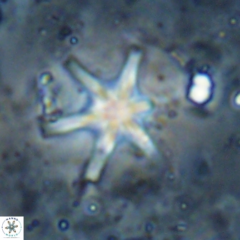 Discoaster bollii 29360
