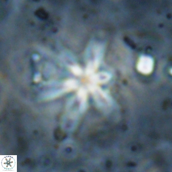 Discoaster bollii 29361