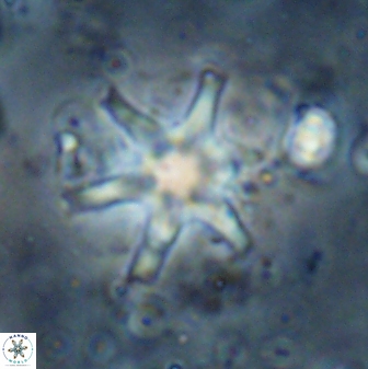Discoaster bollii 29362