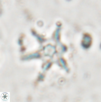 Discoaster bollii 29363