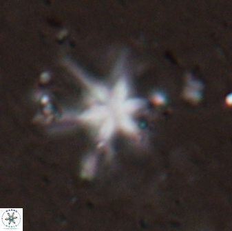 Discoaster bollii 29365